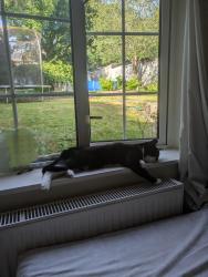 Reunited Male Cat last seen braybrooke recreation ground, Berkshire, England 