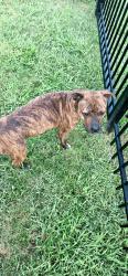 Found/Stray Male Dog last seen Solway, Knoxville, TN 37931