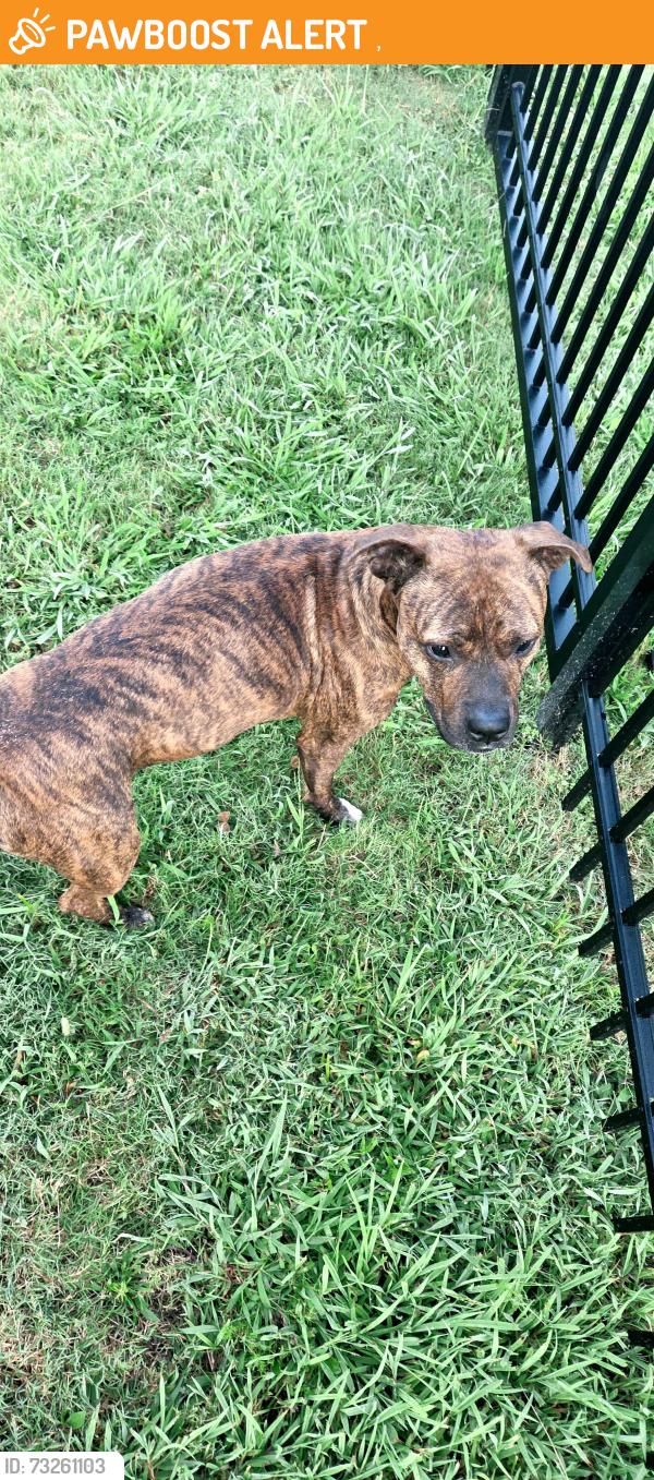 Found/Stray Male Dog last seen Solway, Knoxville, TN 37931