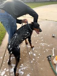 Reunited Male Dog last seen NorAm Rd near Highway 581, Pikeville, NC 27863