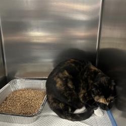 Shelter Stray Female Cat last seen , 980 Guilford College Rd, Greensboro, NC 27409, USA