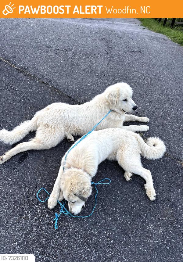 Found/Stray Male Dog last seen Baird Cove Rd and Weaverville HWY, Woodfin, NC 28804