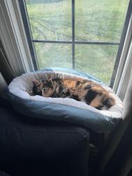 Lost Female Cat last seen Near and short creek rd, Mulga, AL 35118