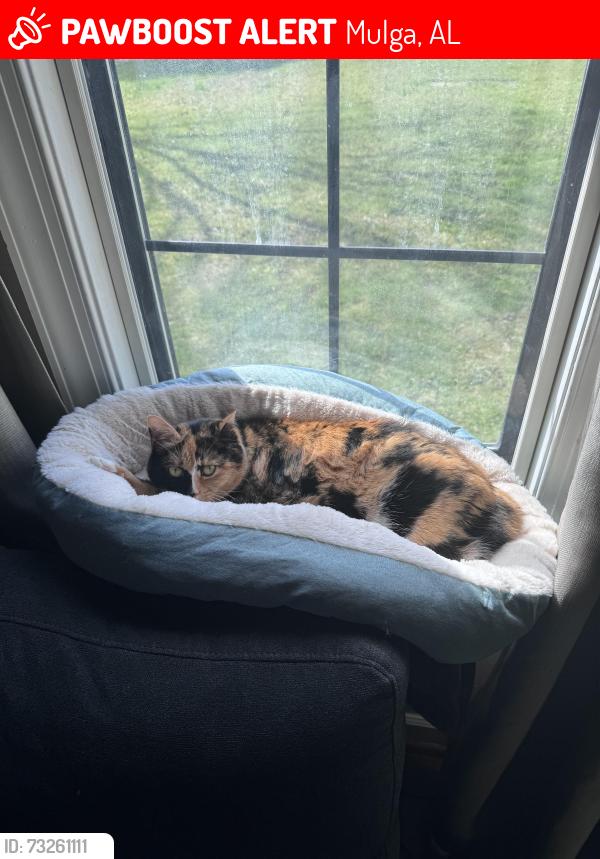 Lost Female Cat last seen Near and short creek rd, Mulga, AL 35118