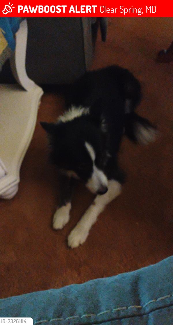 Lost Male Dog last seen Near national pike clear spring Maryland, Clear Spring, MD 21722