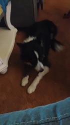 Lost Male Dog last seen Near national pike clear spring Maryland, Clear Spring, MD 21722