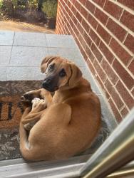 Found/Stray Male Dog last seen Near Shady Grove church at J. Boswell Rd, Overton County, TN 38574