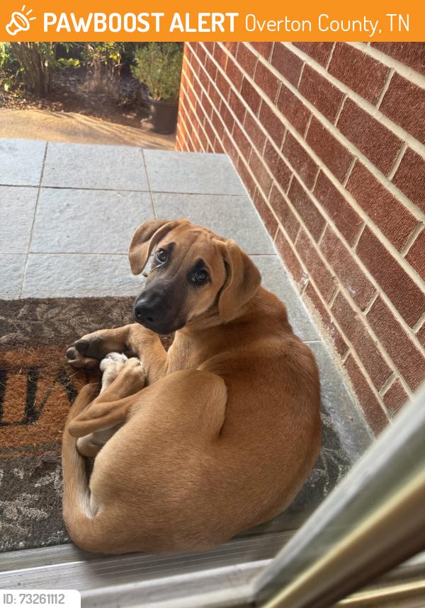 Found/Stray Male Dog last seen Near Shady Grove church at J. Boswell Rd, Overton County, TN 38574