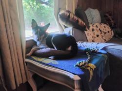Lost Male Dog last seen Near national pike clear spring Maryland, Clear Spring, MD 21722
