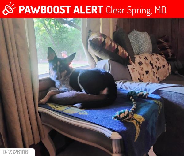 Lost Male Dog last seen Near national pike clear spring Maryland, Clear Spring, MD 21722