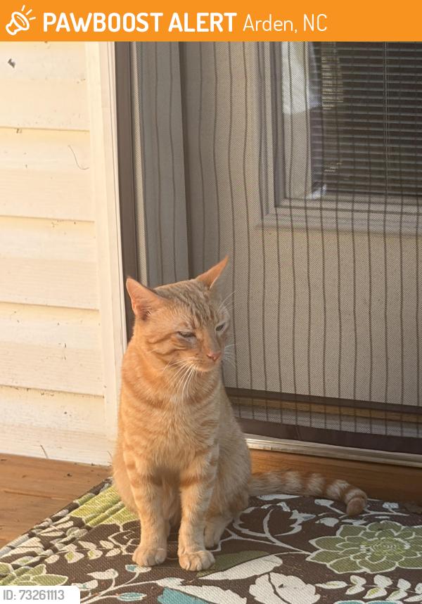 Found/Stray Male Cat last seen Off Bradley Branch behind the Home Improvement Outlet, Arden, NC 28704