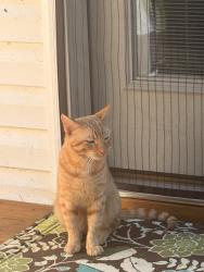 Found/Stray Male Cat last seen Off Bradley Branch behind the Home Improvement Outlet, Arden, NC 28704