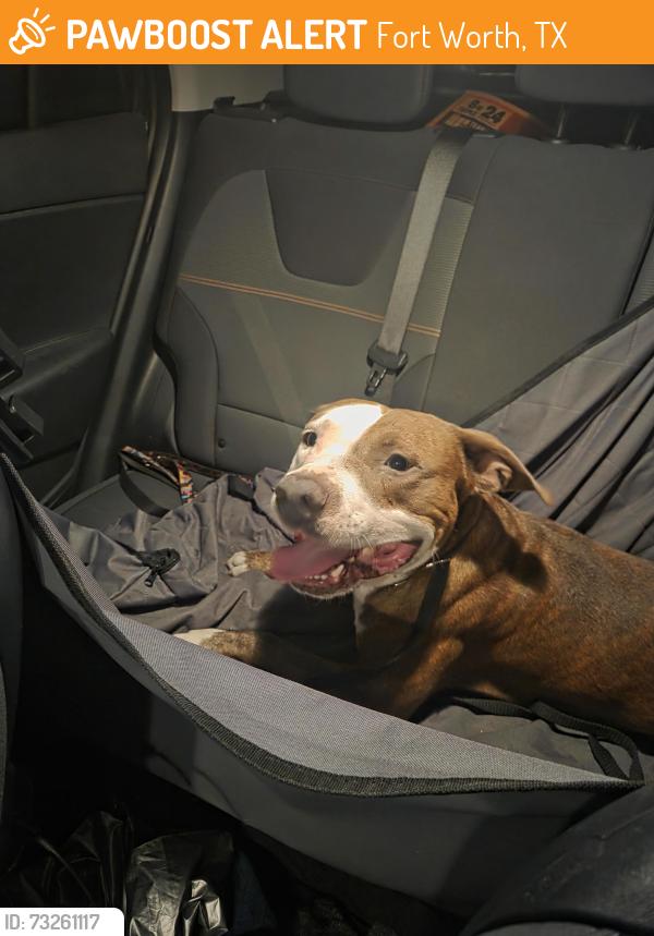 Found/Stray Male Dog last seen Brentwood St and I30, Fort Worth, TX 76103