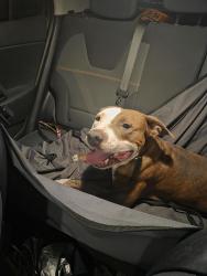 Found/Stray Male Dog last seen Brentwood St and I30, Fort Worth, TX 76103