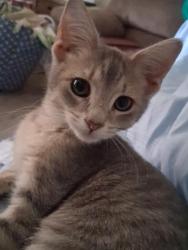 Lost Female Cat last seen Near kirkland dr red lion, Red Lion, PA 17356