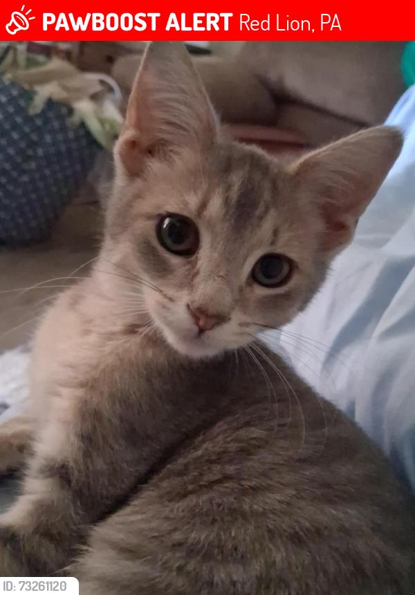 Lost Female Cat last seen Near kirkland dr red lion, Red Lion, PA 17356