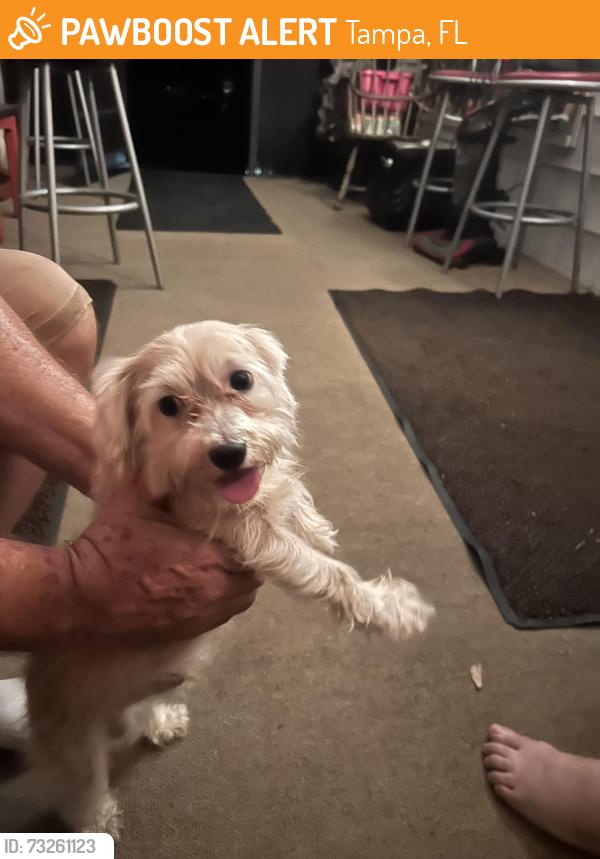 Found/Stray Male Dog last seen east flora street, Tampa, FL 33604