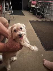 Found/Stray Male Dog last seen east flora street, Tampa, FL 33604