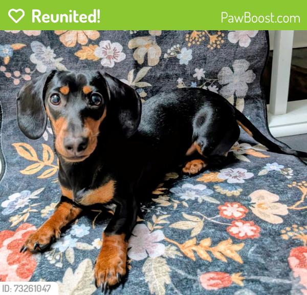 Reunited Female Dog last seen Patterson Park, near yellow soccer field heading NW, Baltimore, MD 21224