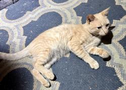 Reunited Male Cat last seen Belwood Loop, Carpenters Grove Church Rd, Lawndale, NC 28090