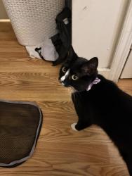 Reunited Female Cat last seen Home, Garfield, NJ 07026