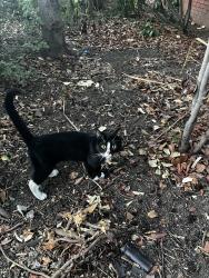 Found/Stray Male Cat last seen Near Leytonstone station, Greater London, England 