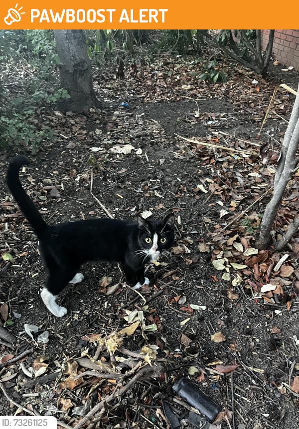 Found/Stray Male Cat last seen Near Leytonstone station, Greater London, England 