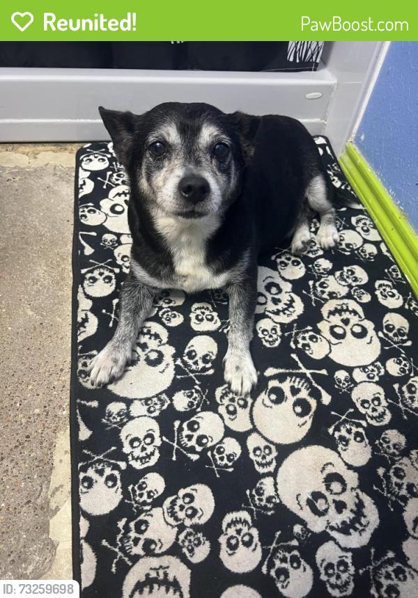 Reunited Male Dog last seen Ashmount and da forth, Arlington, TX 76017