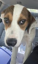 Shelter Stray Male Dog last seen VISTA DR, 1601 Airport Rd, Shelby, NC 28150, USA