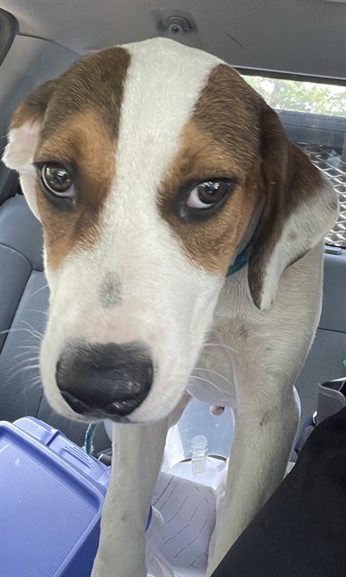 Shelter Stray Male Dog last seen VISTA DR, 1601 Airport Rd, Shelby, NC 28150, USA
