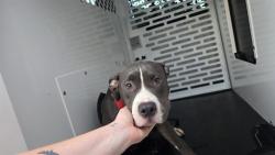 Shelter Stray Female Dog last seen HUNTERSVILLE, 8315 Byrum Dr, Charlotte, NC 28217, USA
