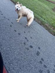 Found/Stray Male Dog last seen Old furnace and fosters grove road, Spartanburg County, SC 29323