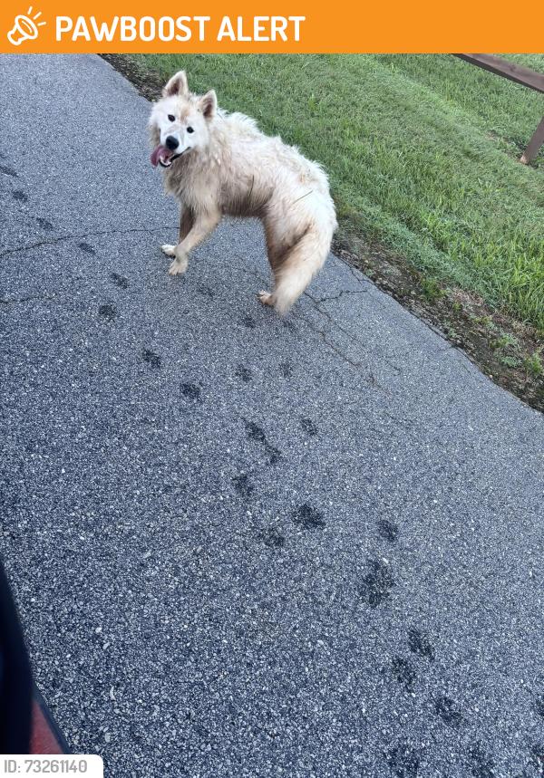 Found/Stray Male Dog last seen Old furnace and fosters grove road, Spartanburg County, SC 29323