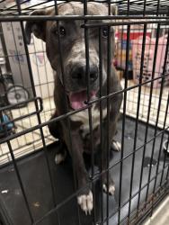 Found/Stray Female Dog last seen Screaming eagle and 601, Richland County, SC 29054