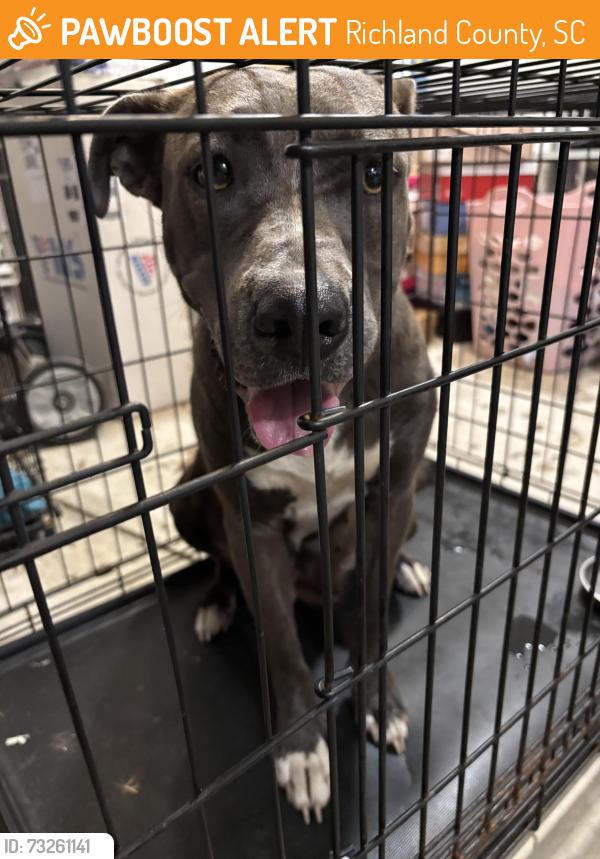 Found/Stray Female Dog last seen Screaming eagle and 601, Richland County, SC 29054