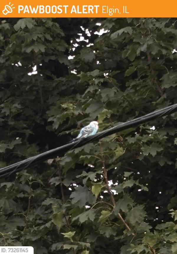 Found/Stray Unknown Bird last seen Near Shepard drive, Elgin Il, Elgin, IL 60123