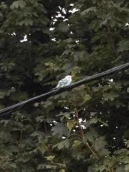 Found/Stray Unknown Bird last seen Near Shepard drive, Elgin Il, Elgin, IL 60123