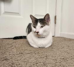 Reunited Male Cat last seen Northwoods Forest Drive and Lawing School Road, Charlotte, NC 28214