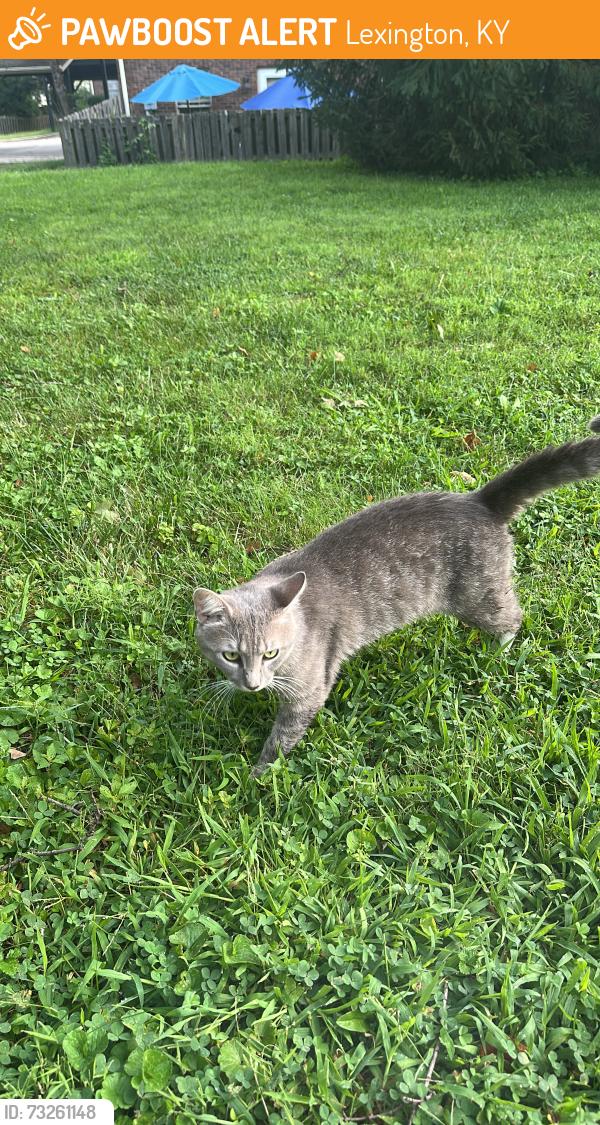 Found/Stray Male Cat last seen Todd’s road and Polo Club, Lexington, KY 40509