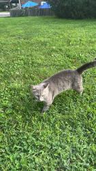 Found/Stray Male Cat last seen Todd’s road and Polo Club, Lexington, KY 40509