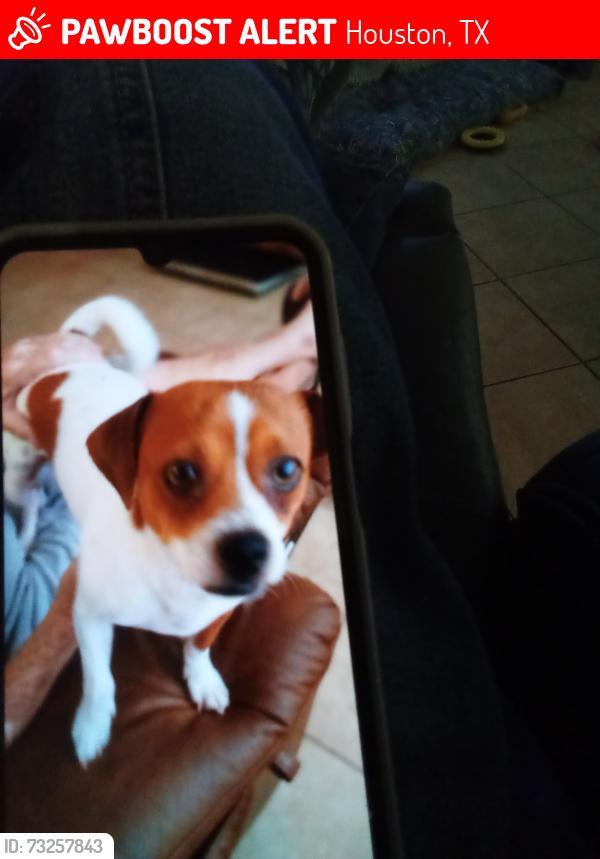 Lost Male Dog last seen End of Huntington Field Dr., Houston, TX 77099