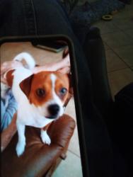 Lost Male Dog last seen End of Huntington Field Dr., Houston, TX 77099
