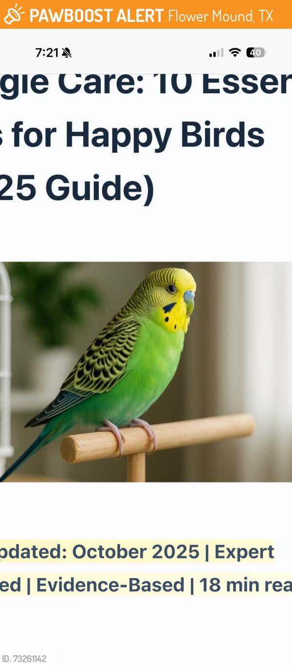 Found/Stray Unknown Bird last seen Cross timbers and timber creek, Flower Mound, TX 75028
