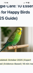 Found/Stray Unknown Bird last seen Cross timbers and timber creek, Flower Mound, TX 75028