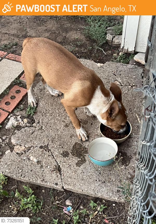 Found/Stray Unknown Dog last seen Northside Rec Center, San Angelo, TX 76903