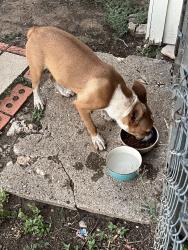 Found/Stray Unknown Dog last seen Northside Rec Center, San Angelo, TX 76903