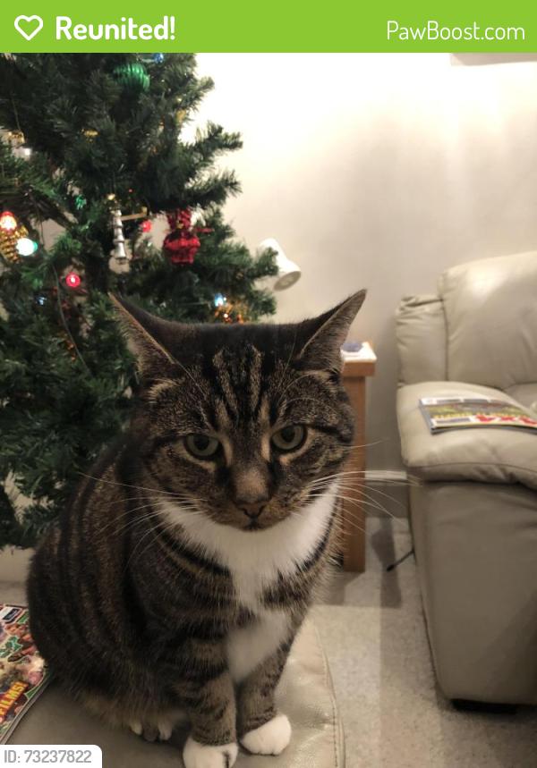 Reunited Female Cat last seen Foxearth Road, Greater London, England 