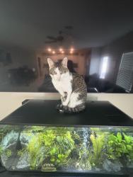 Reunited Male Cat last seen Lakeside subdivision, Hudson, FL 34669