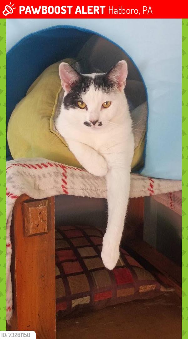 Lost Male Cat last seen Near s york road hatboro pa back yard, jumped our back fence into the neighbors yard, Hatboro, PA 19040