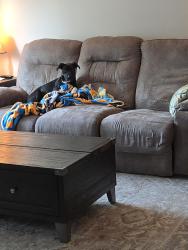 Reunited Female Dog last seen McDonald's on Highway 50, O'Fallon, IL 62269